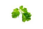 Coriander - كزبره