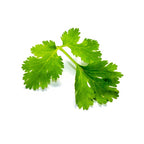 Coriander - كزبره