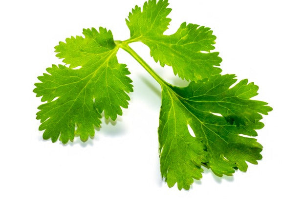 Coriander - كزبره