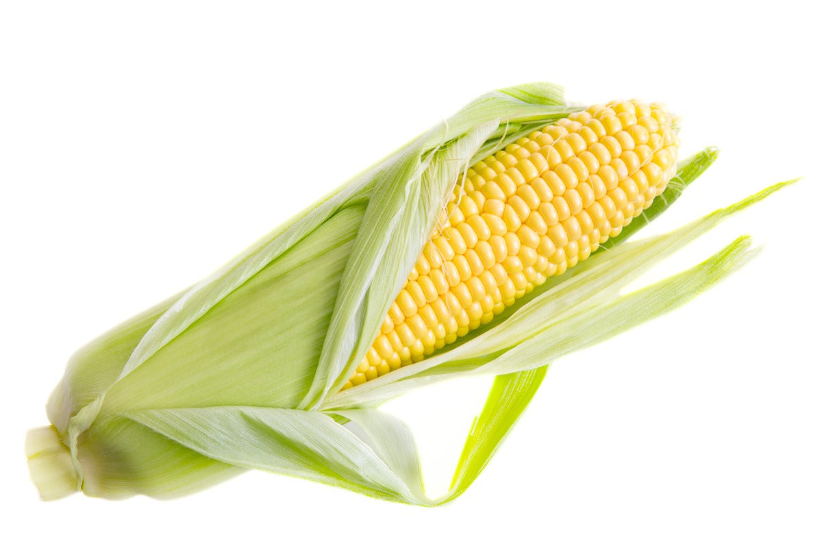 Corn - ذره صفراء