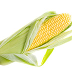 Corn - ذره صفراء
