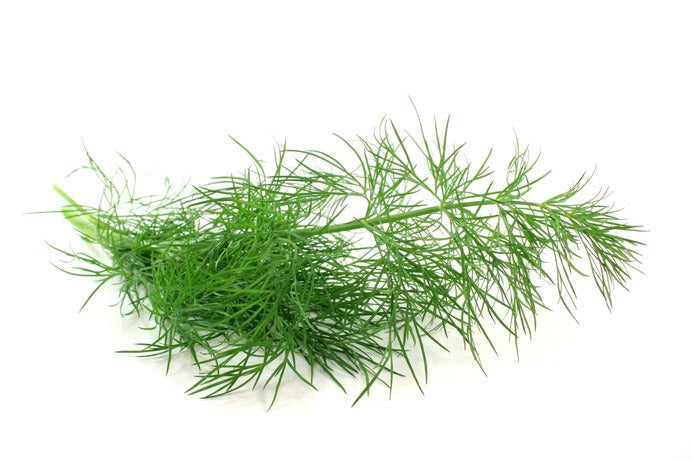Dill - شبت