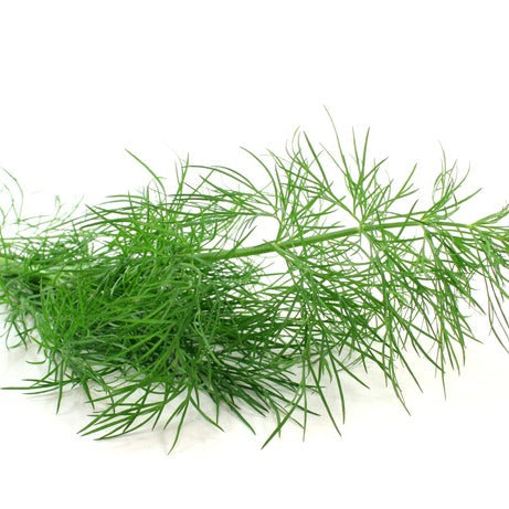 Dill - شبت