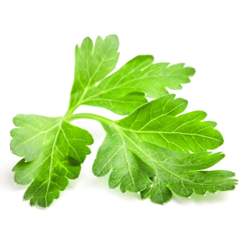 Parsley - بقدونس