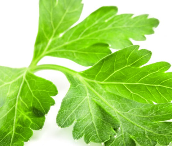 Parsley - بقدونس